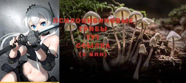 шишки Новокубанск